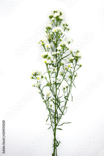 white aster flowers isolated on white background