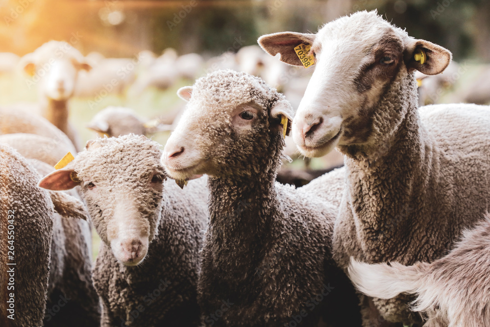 Obraz premium mouton