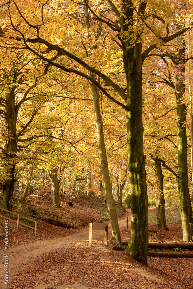 English woodland showing glorious autumn colours