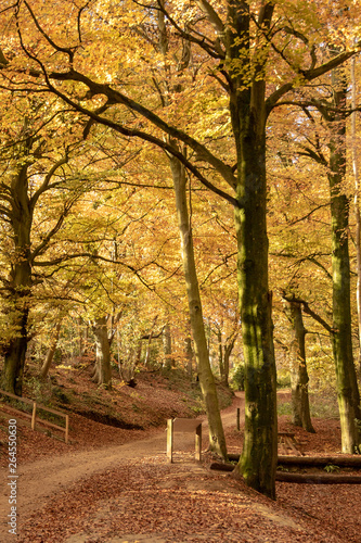 English woodland showing glorious autumn colours