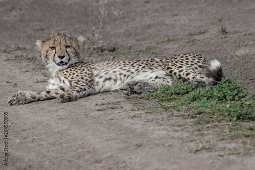cheetah on the lookout
