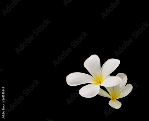 Photography white flower isolated on black background
