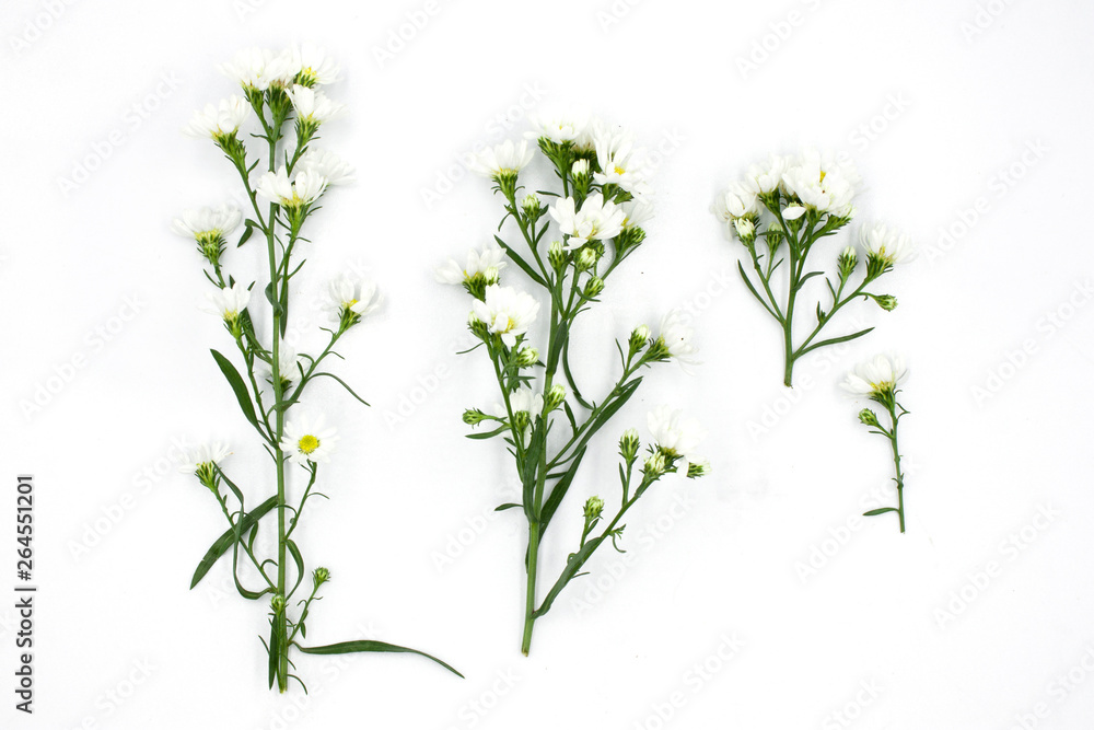 Fototapeta premium white aster flowers isolated on white background