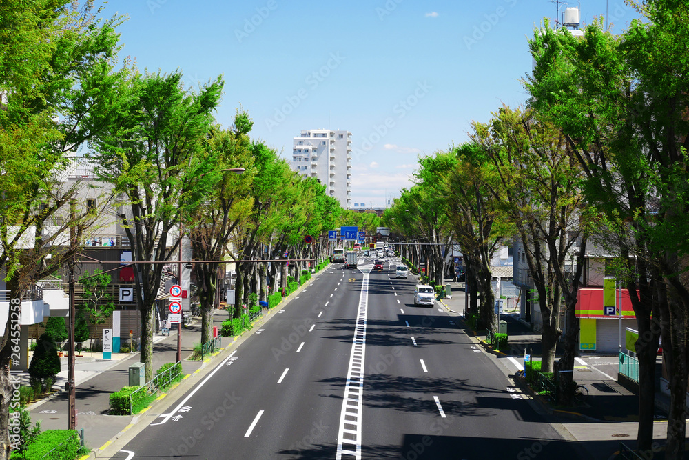 都市の風景、街路樹のある道路