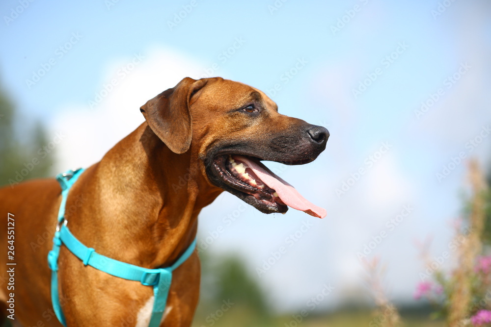 Side view at a rhodesian ridgeback for a walk outdoors on a field Side view at a rhodesian ridgeback for a walk outdoors on a field