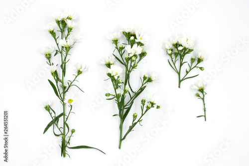 white aster flowers isolated on white background