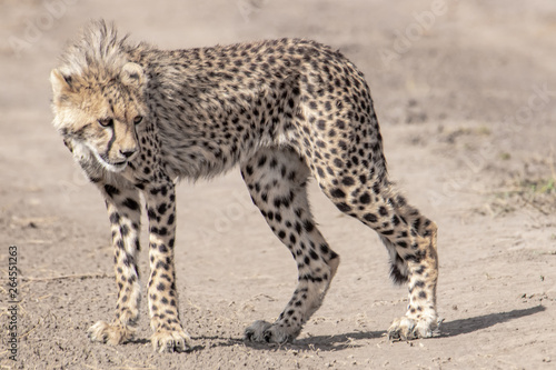 cheetah on the lookout