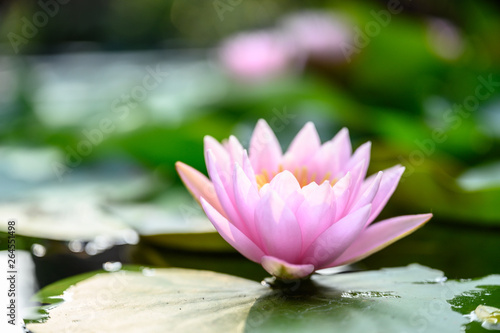 beautiful lotus flower on the water after rain in garden.