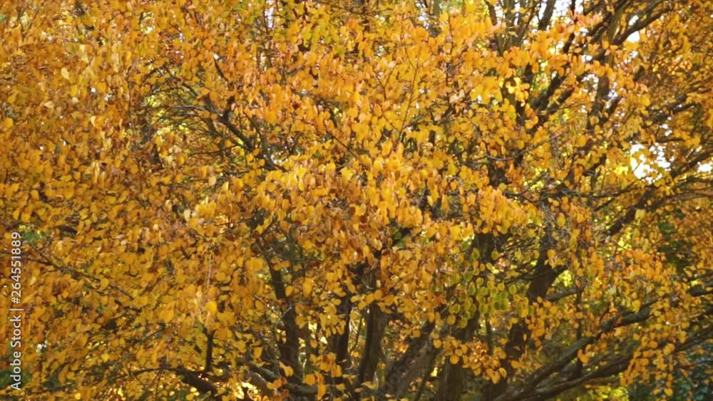 Autumn Leaves, Fall Trees Forest background, Leaves Are Moving In The Wind, Fall Leaves Close Up Background, Beautiful Landscape In Fall Season, Autumn Leaves In Park Autumn Leaves, Fall Trees Forest background, Leaves Are Moving In The Wind, Fall Leaves Close Up Background, Beautiful Landscape In Fall Season, Autumn Leaves In Park