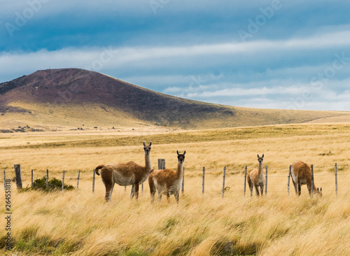 Four curious guanaco lamas in pampa