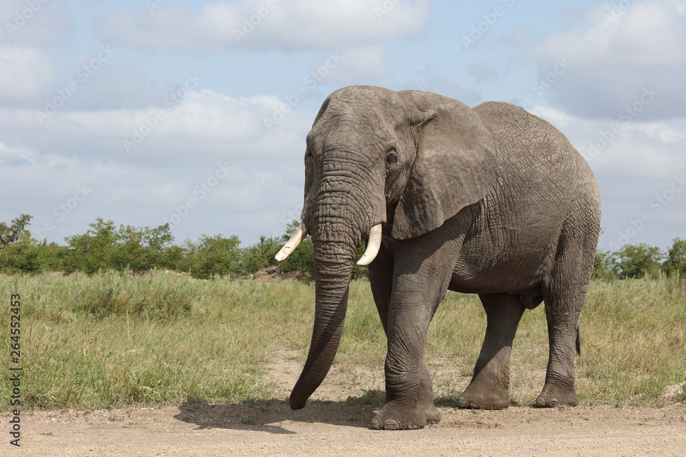 Afrikanischer Elefant / African elephant / Loxodonta africana