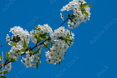 Branch cherry flower white blue background nature