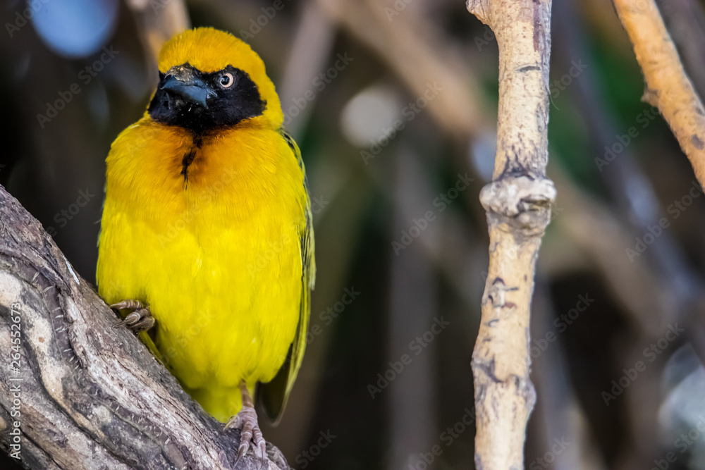 Naklejka premium Weaverbird standing on a tree