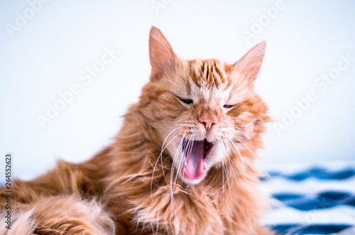 Fototapeta Naklejka Na Ścianę i Meble -  Funny and sleepy ginger cat yawning on a cosy bed.