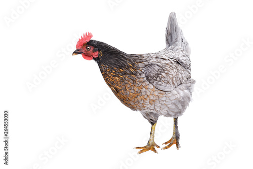 Curious gray chicken, side view, isolated on white background