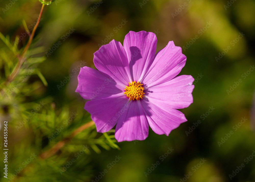Cosmos flowers with petals of pink, on a green background. Cosmos flowers with petals of pink, on a green background.
