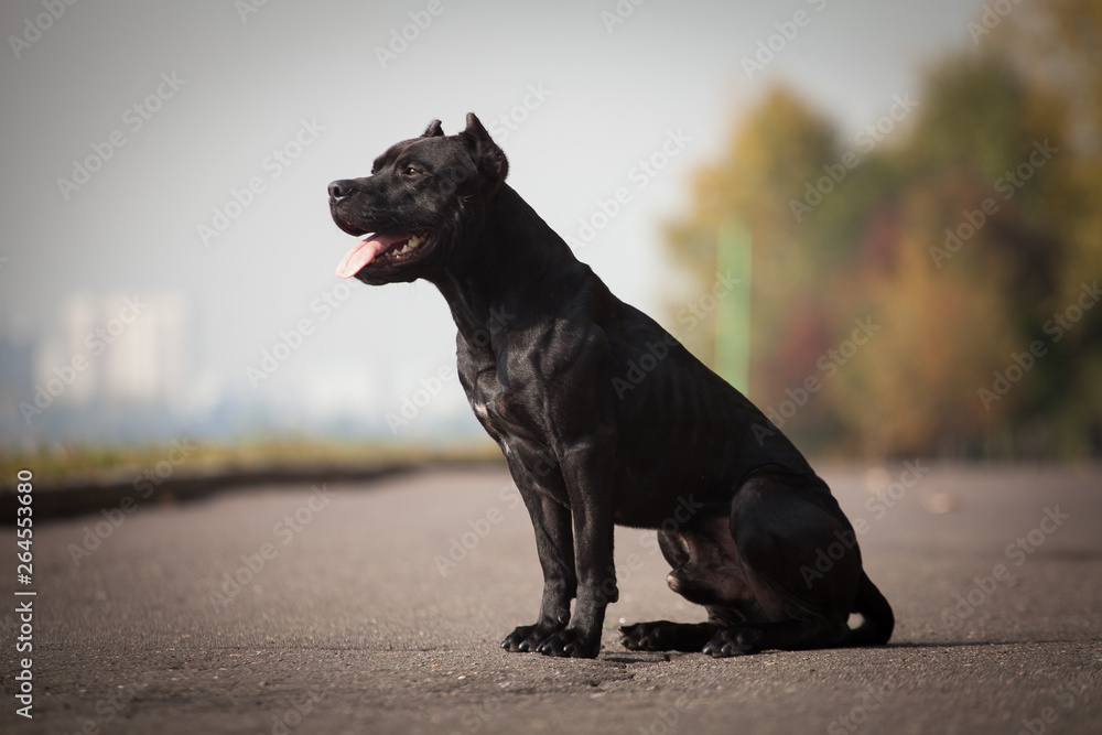 Black dog breed American Staffordshire terrier sits on road Black dog breed American Staffordshire terrier sits on road
