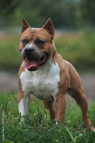 American Staffordshire terrier