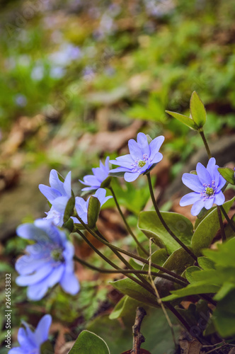 Common Hepatica Flowers