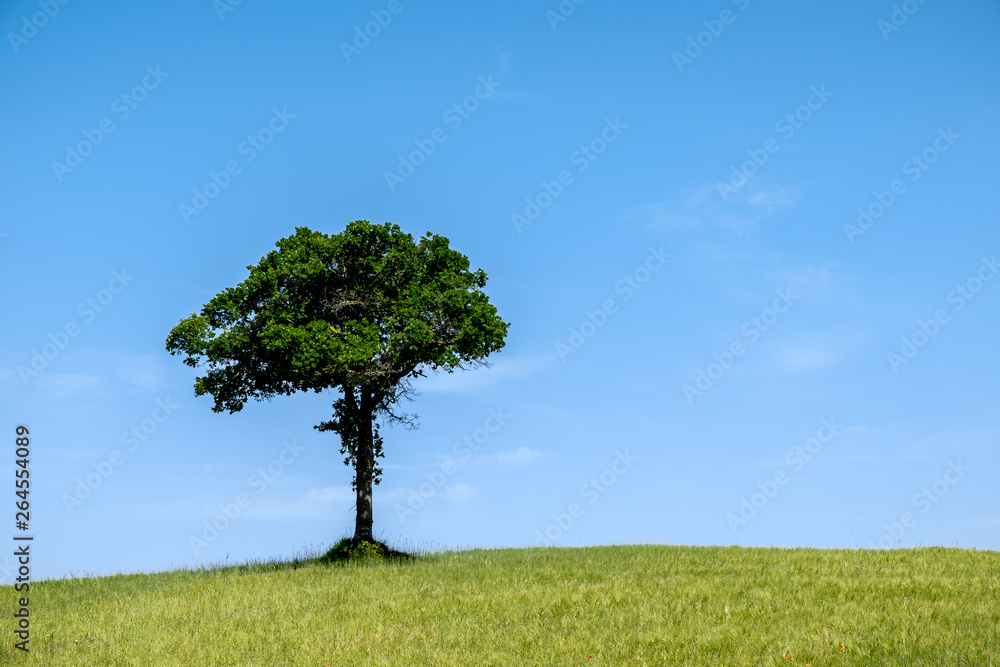 Obraz premium Einsamer Baum auf grünem Hügel vor blauem Himmel