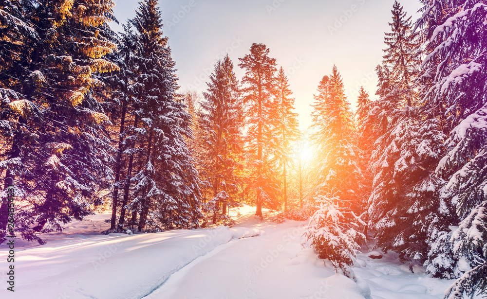 Naklejka premium Wonderful wintry landscape. Winter mountain forest. frosty trees under warm sunlight. picturesque nature scenery. creative artistic image. Nature background