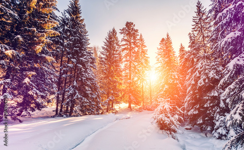 Wonderful wintry landscape. Winter mountain forest. frosty trees under warm sunlight. picturesque nature scenery. creative artistic image. Nature background © jenyateua