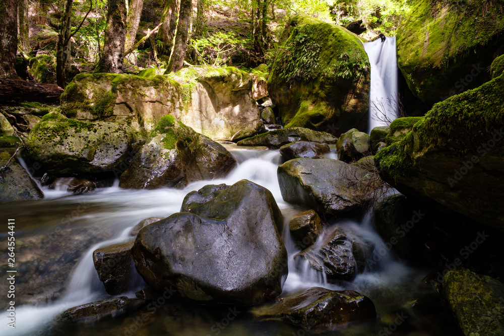 Fototapeta premium Creek with Waterfall and mighty rocks in the middle of green forest, Tasmania, Australia
