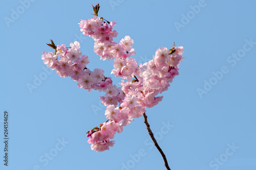 När körsbärsträden blommar är det vår.