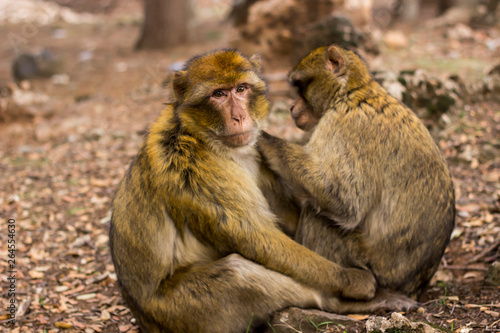 Marruecos monos © joangasconcomas