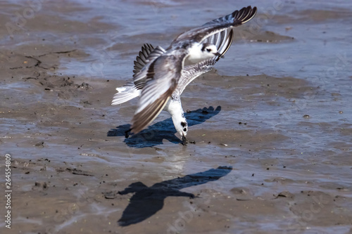 seagull in flight