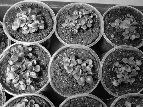 Seedlings - very beautiful label seedlings in a pot or cup in a bath or tray photo