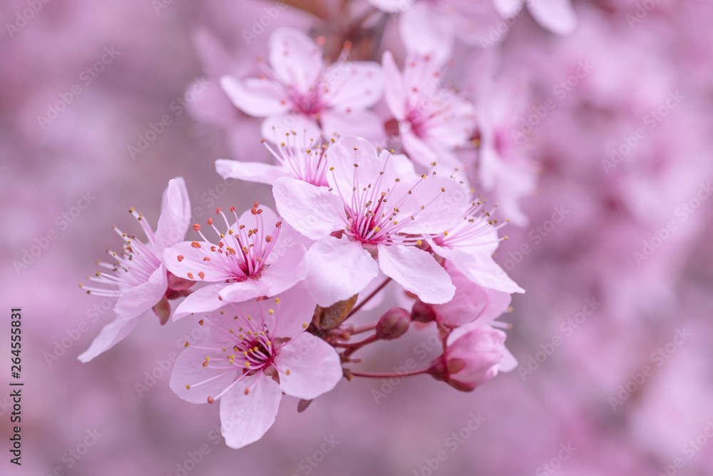 close up of blossoming cherry tree branch close up of blossoming cherry tree branch