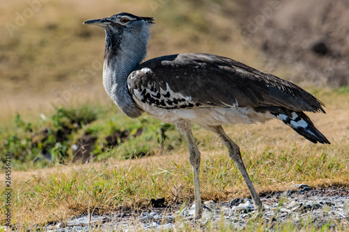 Kori Bustard standung on the grass