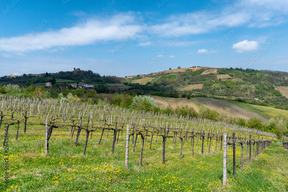 Vineyards of Oltrepo Pavese in April