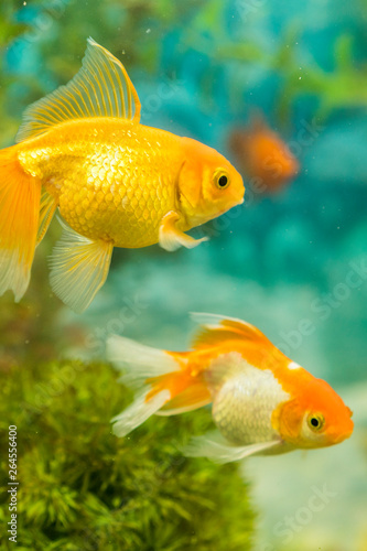 Goldfish in freshwater aquarium with green beautiful planted tropical. fish in freshwater aquarium with green beautiful planted tropical. vertical photo