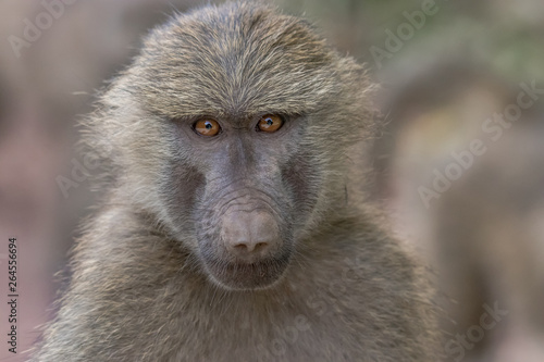 Baboon face portrait