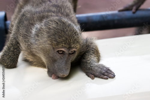 Young baboon