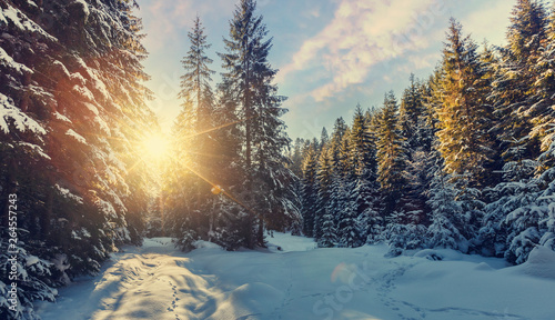 Majestic winter landscape. frosty pine tree under sunlight at sunset. christmas holiday concept, unusual wonderful landscape. fantastic wintry background. instagram effect. retro style. © jenyateua