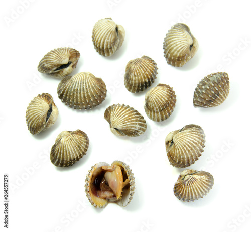 cockles isolated on white background