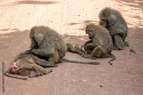baboons cleaning each other