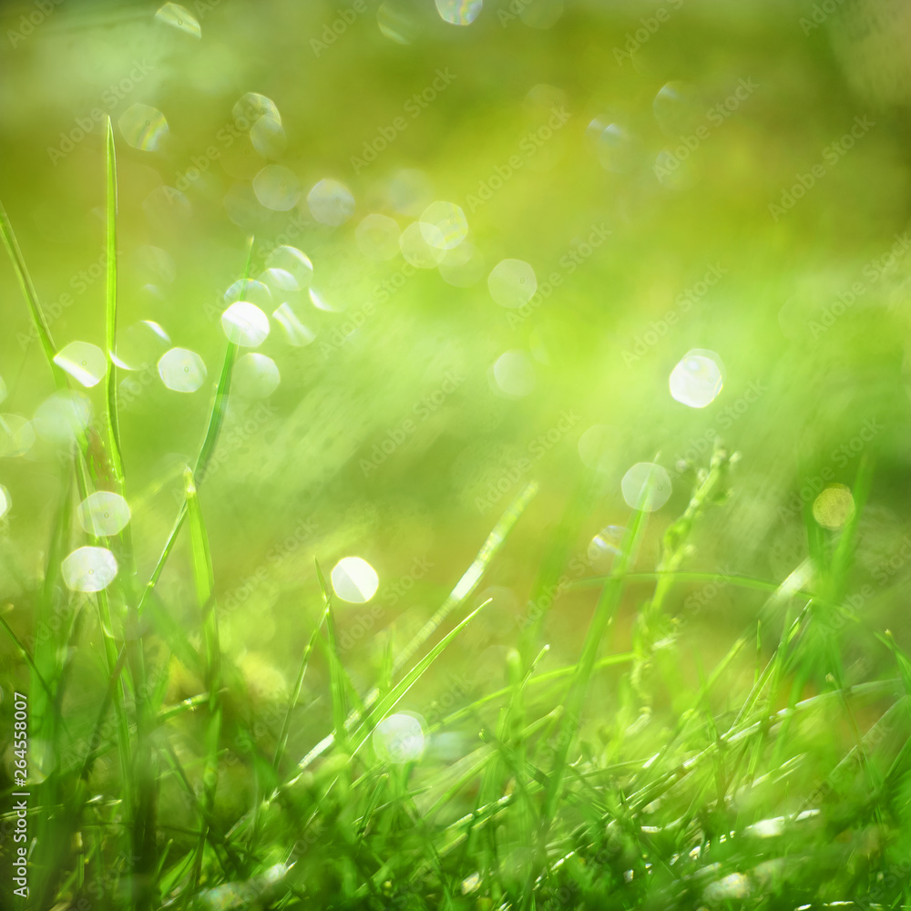 Obraz premium Nature blurred bokeh background. New spring grass on sunny light. Defocus summer day.