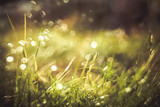 Nature blurred bokeh background. New spring grass on sunny light. Defocus summer day.