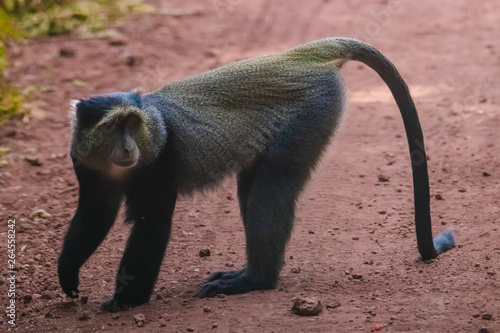 Blue Monkey walking on the road