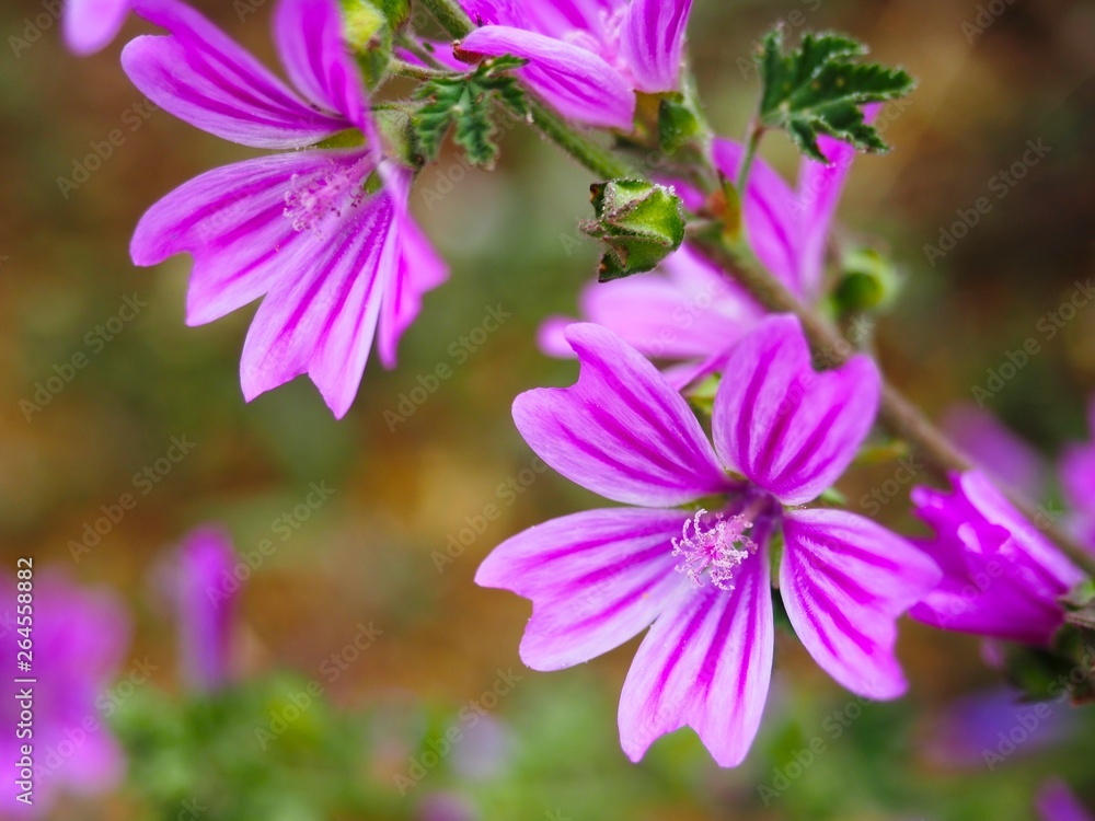 Flores silvestres Flores silvestres