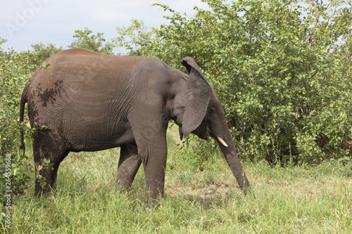 Afrikanischer Elefant   African elephant   Loxodonta africana