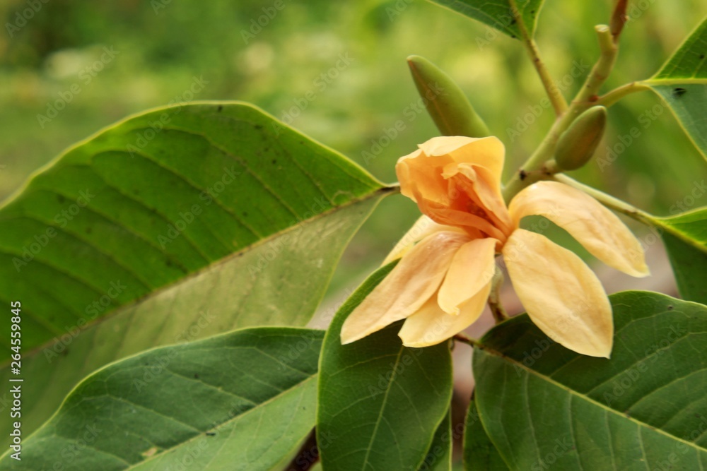 Macro close up.Champaka flower(Magnolia champaca, champak, Michelia champaca).Other vernacular names in English include Joy perfume flower, yellow jade orchid flower and fragrant Himalayan champaca.