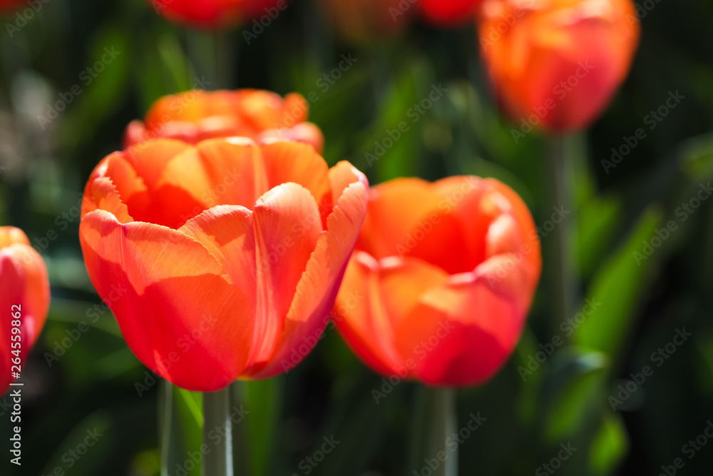 Fototapeta premium Beautiful bouquet of tulips nature background.