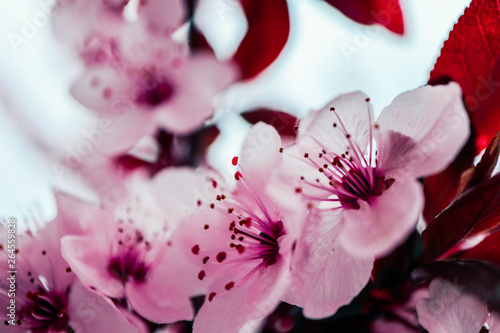 Pink petal flowers  cherry tree blossom. Springtime in Japan.