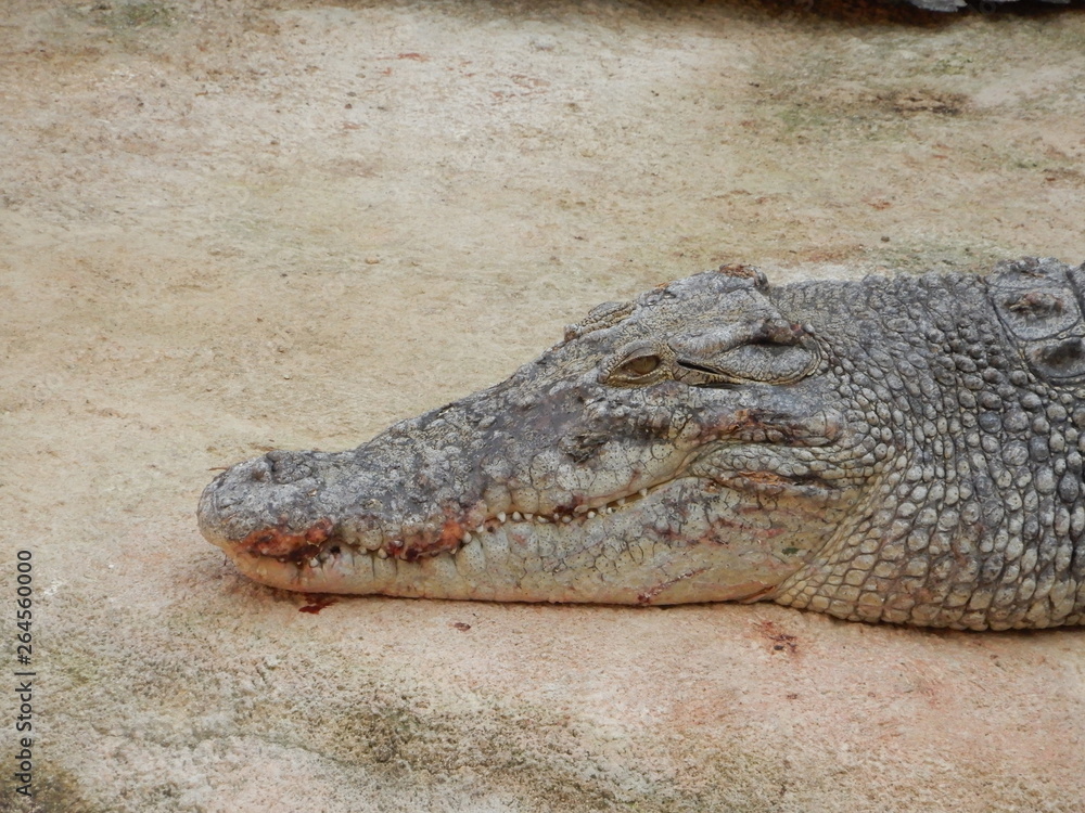 Obraz premium Crocodiles