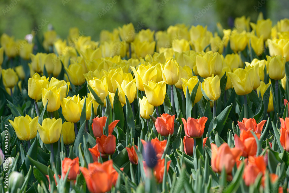 Red and yellow tulips growing on the lawn in front of a blurred background